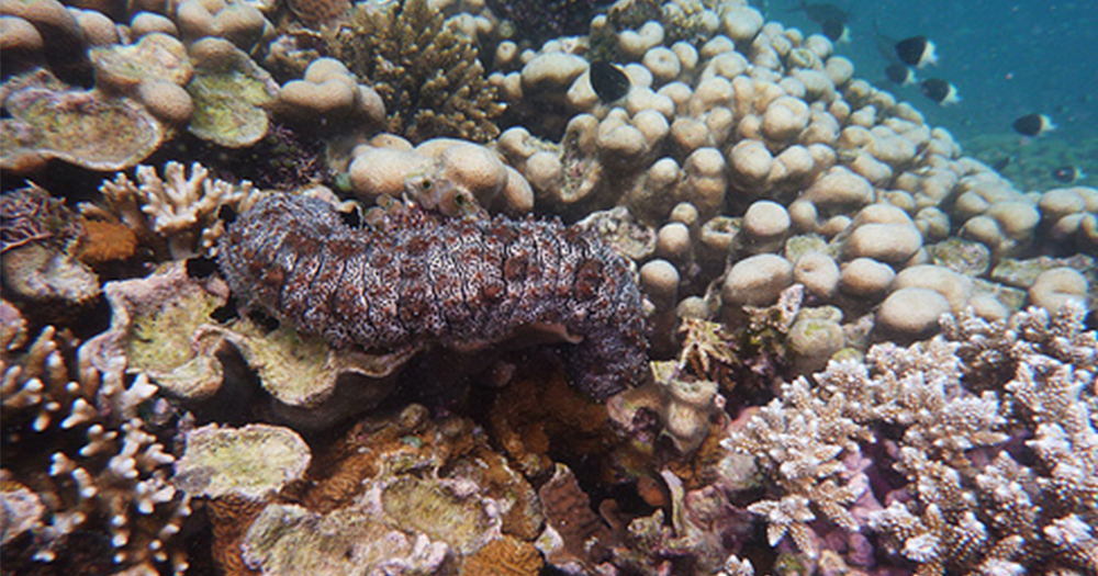 BAWE REEF CORAL SITE