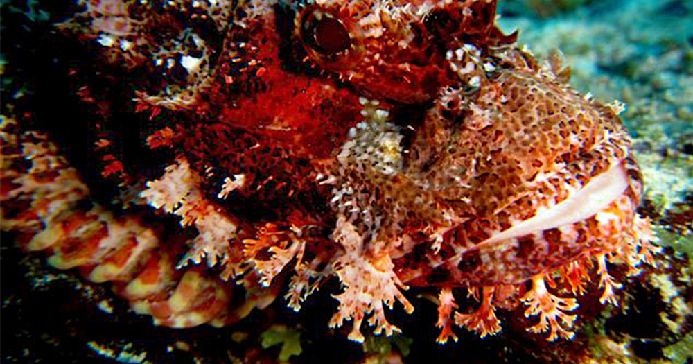 MALYALE SANDBANK AND CORAL SITE