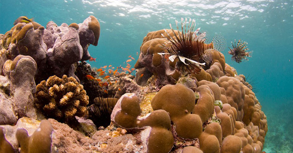 MISALI ISLAND CORAL SITE