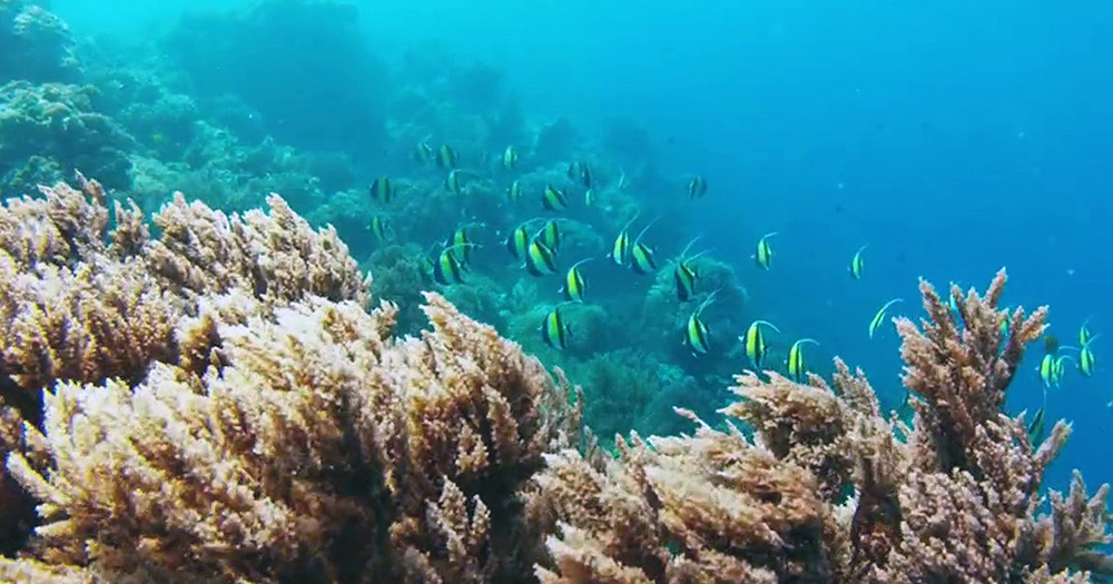 MNEMBA CORAL SITE