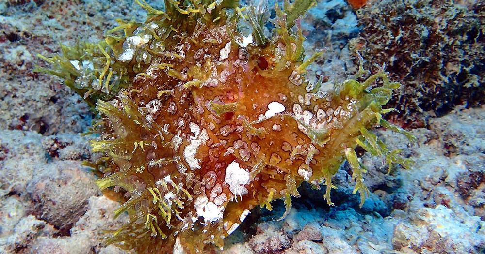 MWANA WA MWANA CORAL SITE