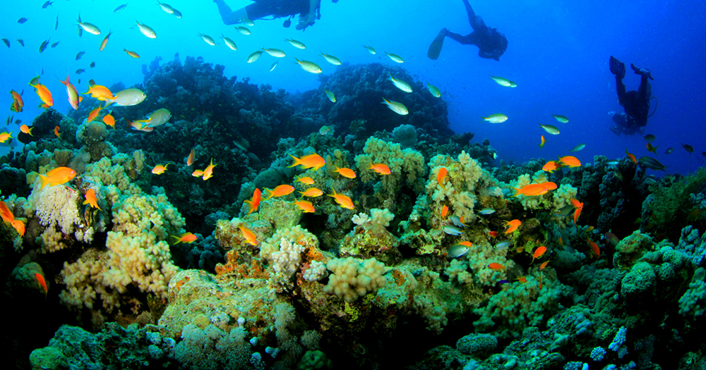 NJAO GAP CORAL SITE