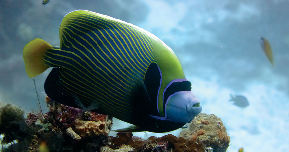 PANGE REEF CORAL SITE