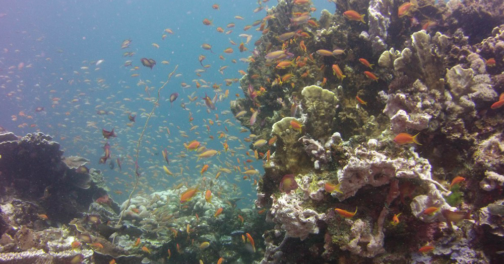 POPO ISLAND CORAL SITE