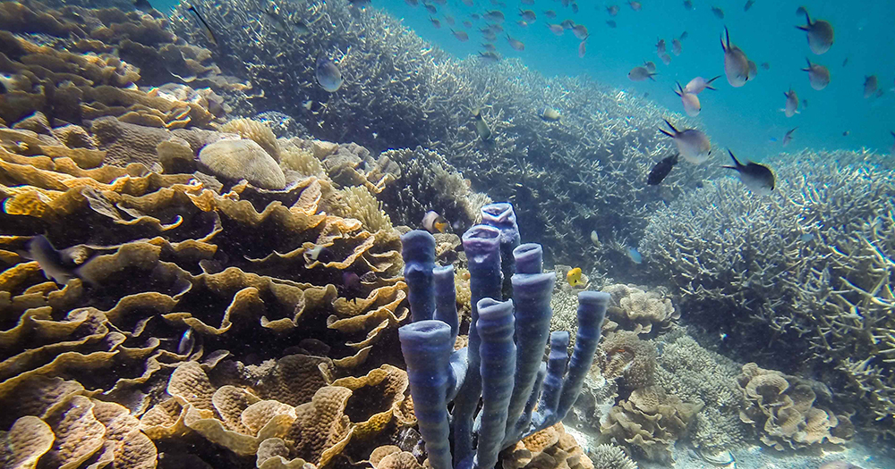 RAS KINUNDUNI CORAL SITE