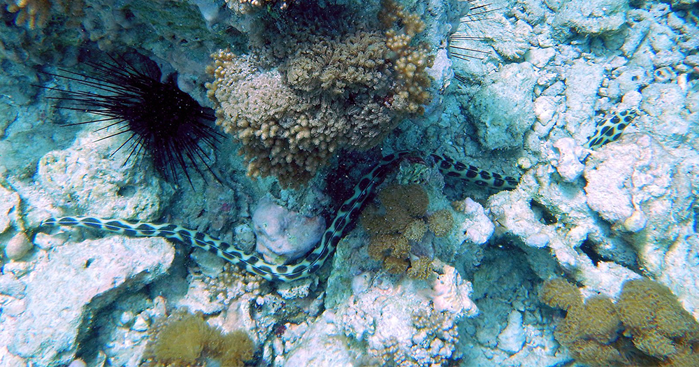 UVINJE GAP CORAL SITE