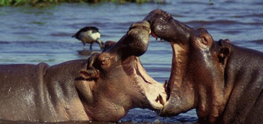 NORTHERN SAFARIS