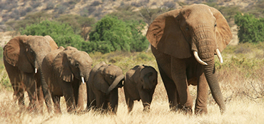 WILDLIFE SAFARIS PACKAGES