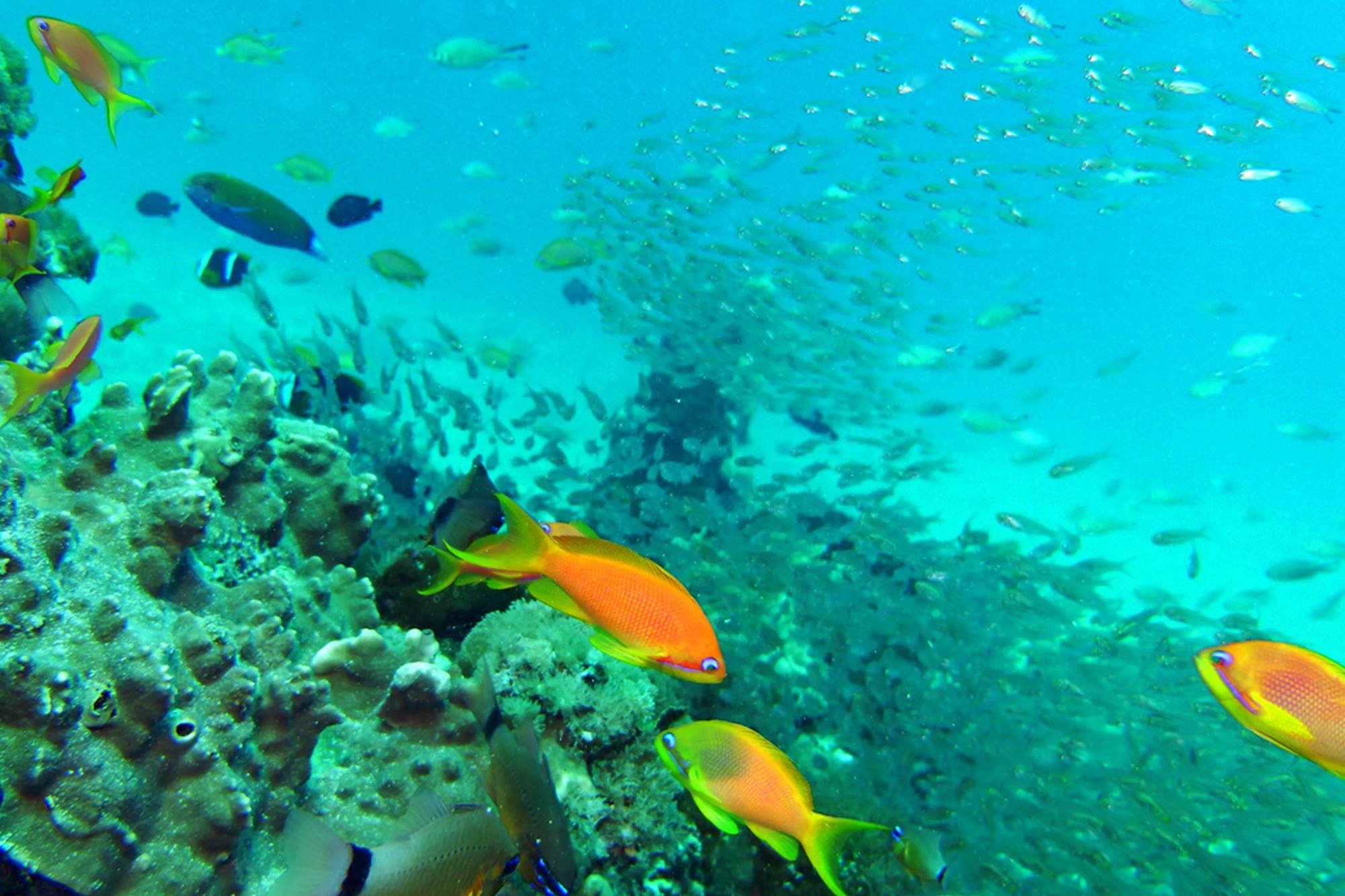 Zanzibar Coral Gardens