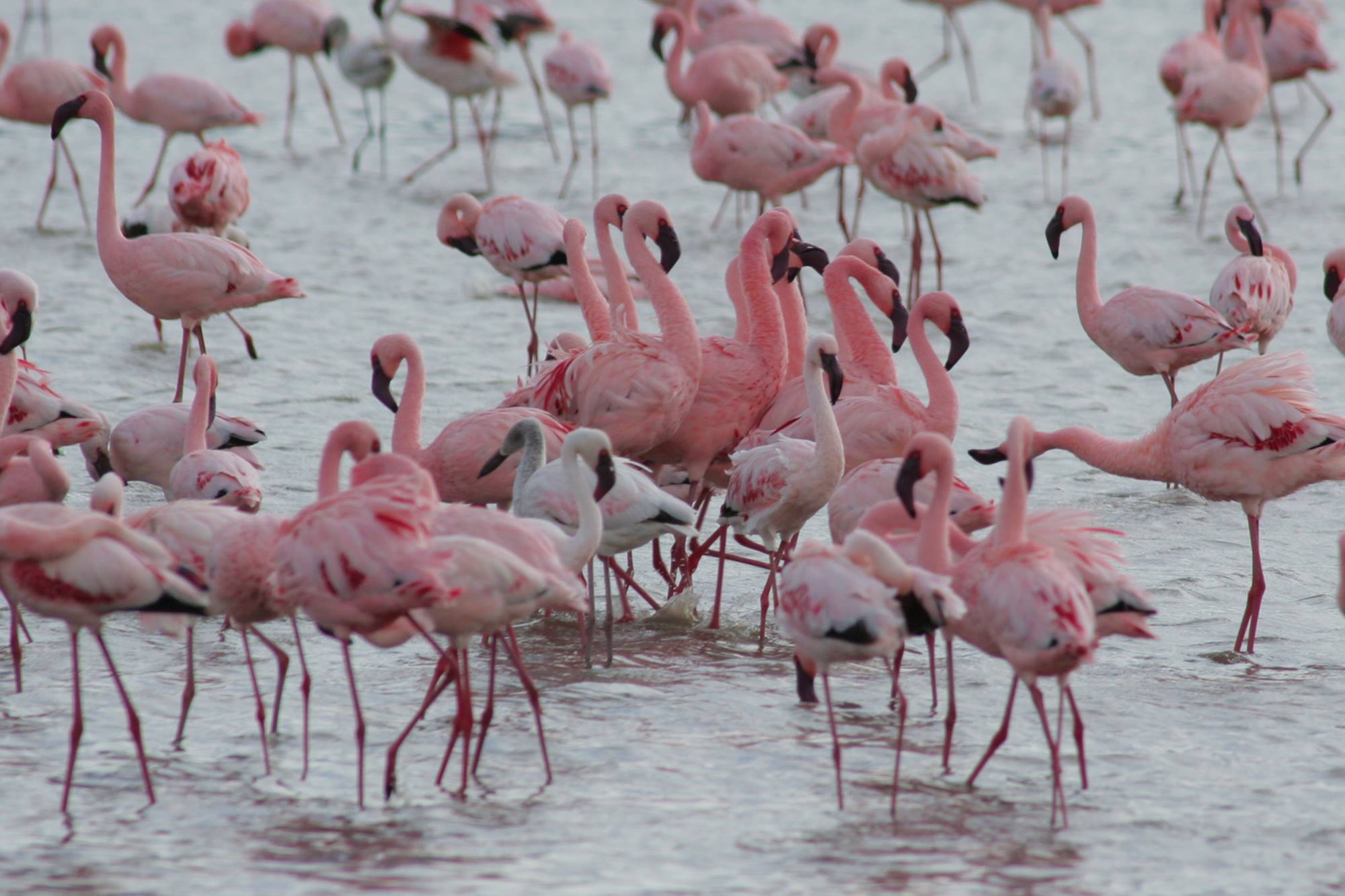 Flamingos at Lake Manyara