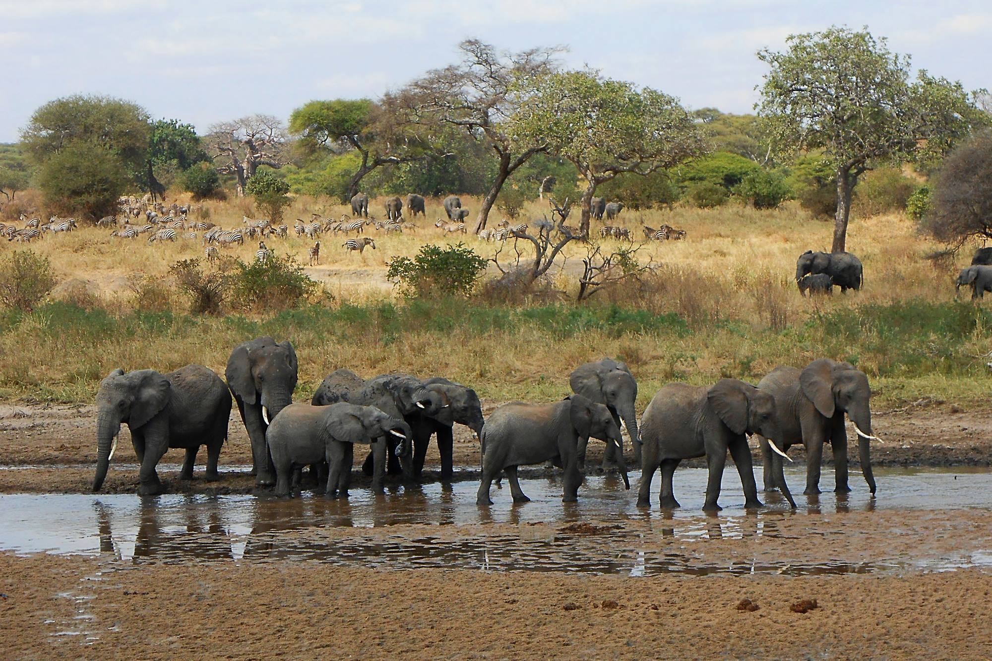 Elephant at Tarangire National Park