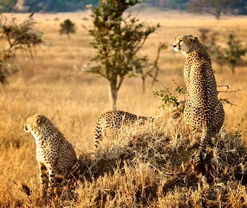 Serengeti National Park