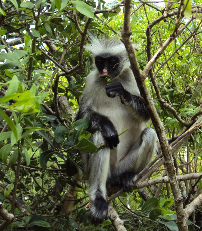 NGEZI FOREST TOUR