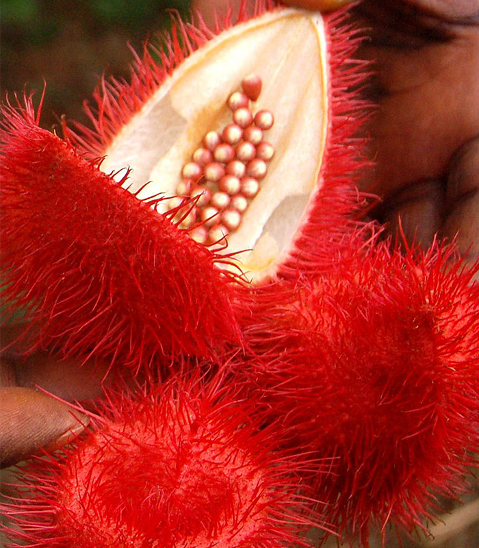 PEMBA SPICE FARMS