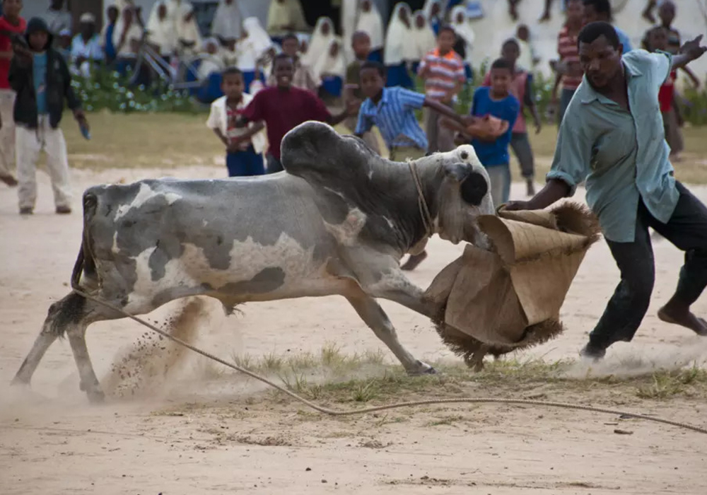 BULL FIGHTING GAME