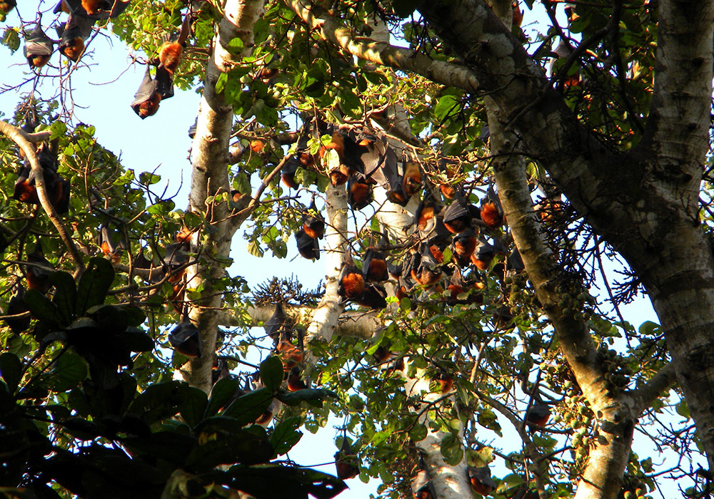 KIDIKE PEMBA FLYING FOX FOREST