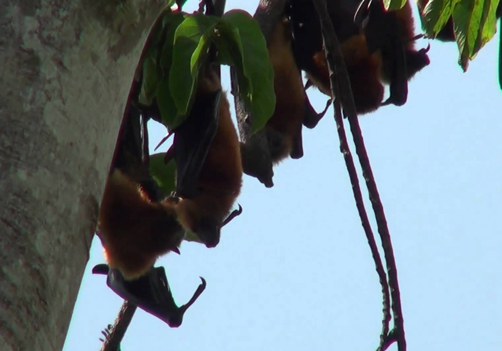 KIDIKE PEMBA FLYING FOX FOREST