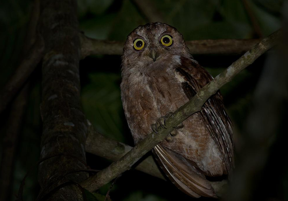 NGEZI FOREST TOUR