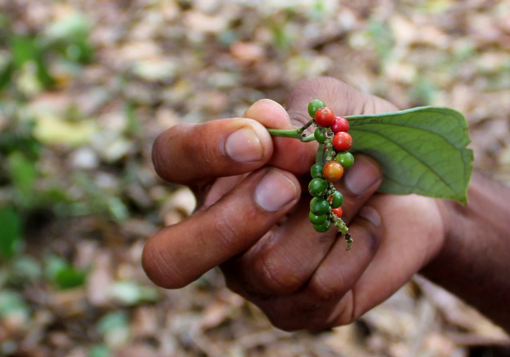 PEMBA SPICE FARMS