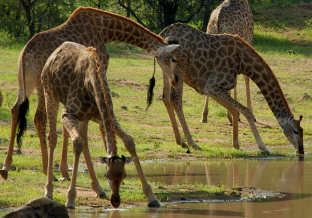 SAADANI NATIONAL PARK