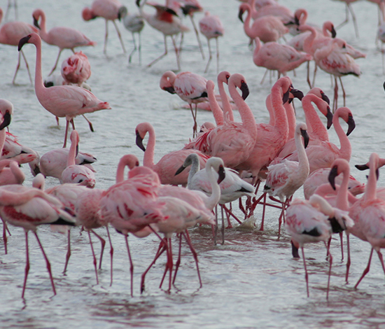 LAKE MANYARA NATIONAL PARK