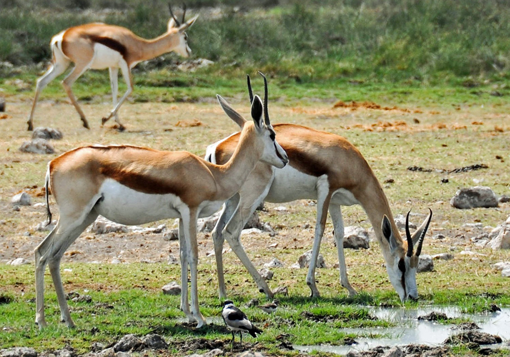 ARUSHA NATIONAL PARK