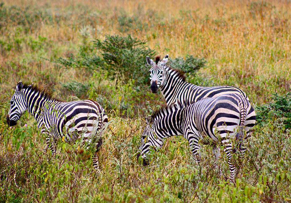 ARUSHA NATIONAL PARK