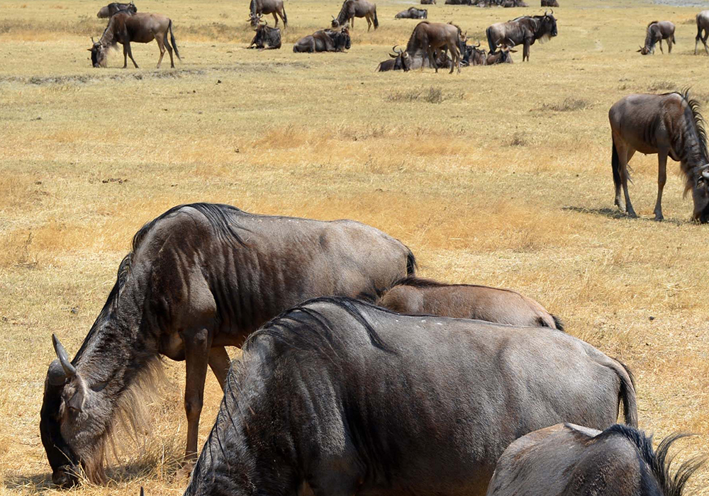 ARUSHA NATIONAL PARK