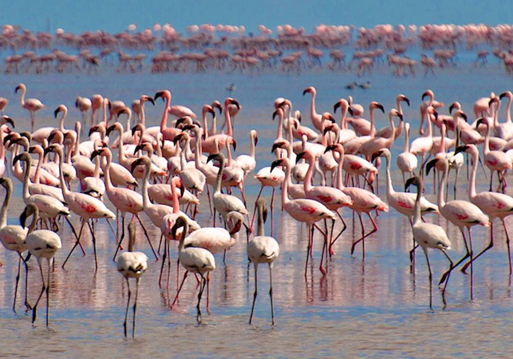 LAKE MANYARA NATIONAL PARK