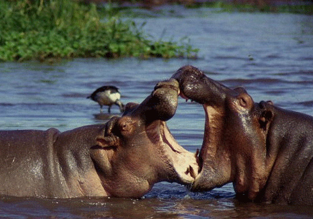 LAKE MANYARA NATIONAL PARK