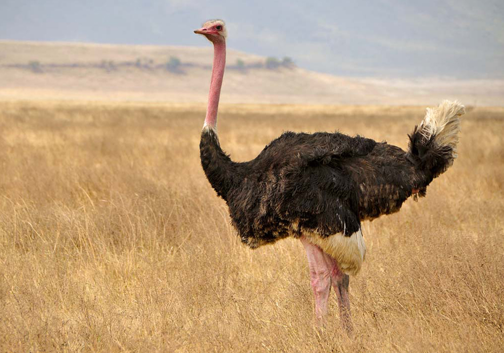 NGORONGORO CONSERVATION AREA