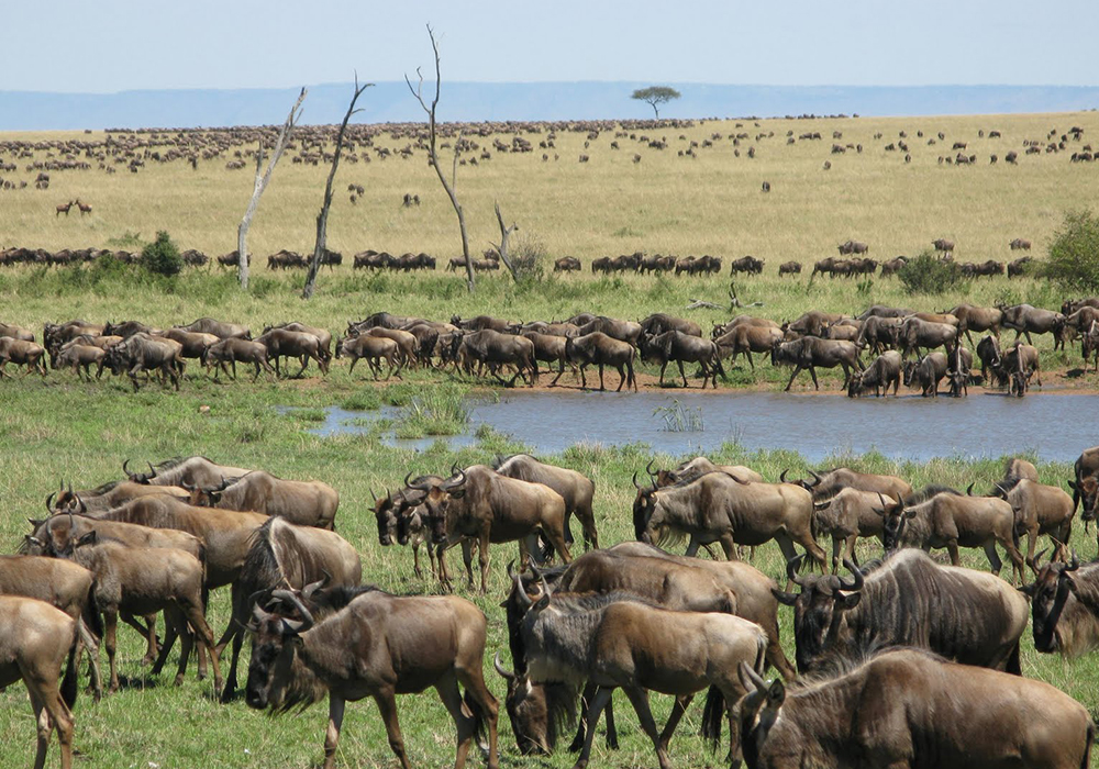 SERENGETI NATIONAL PARK