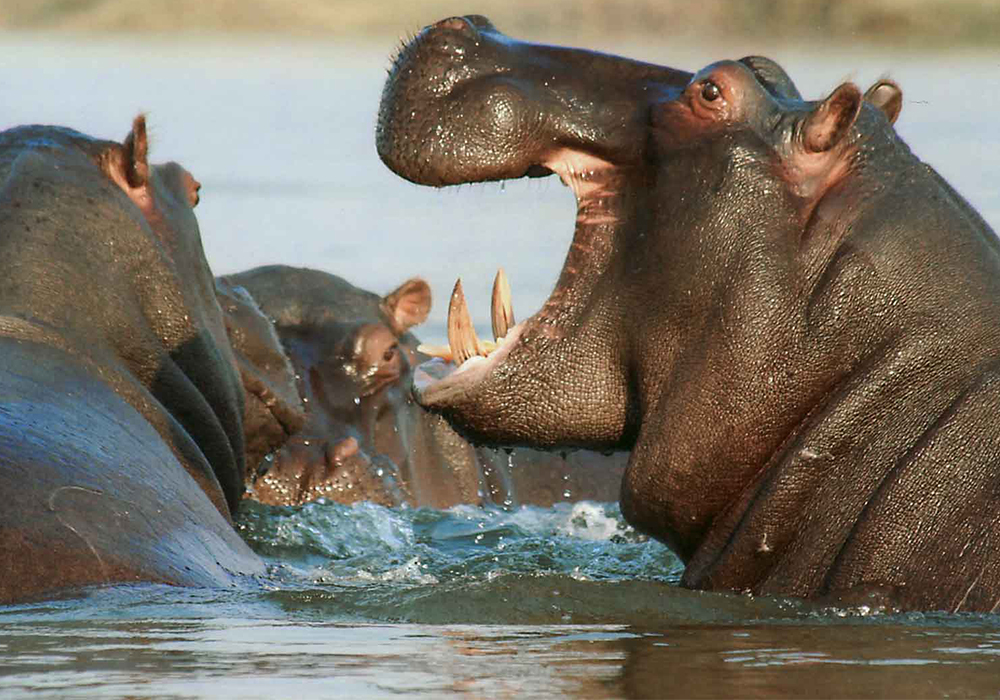 TARANGIRE NATIONAL PARK