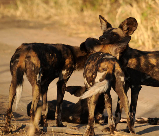 MIKUMI NATIONAL PARK