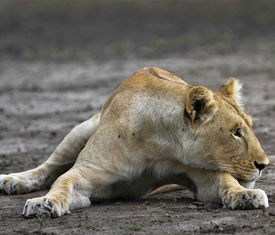 RUAHA NATIONAL PARK