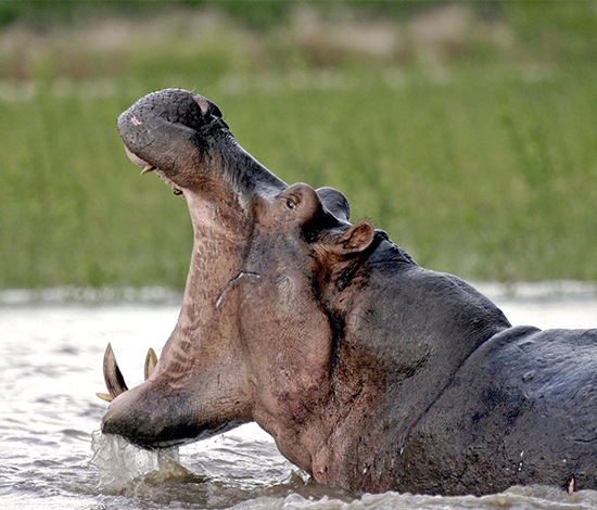 SELOUS GAME RESERVE