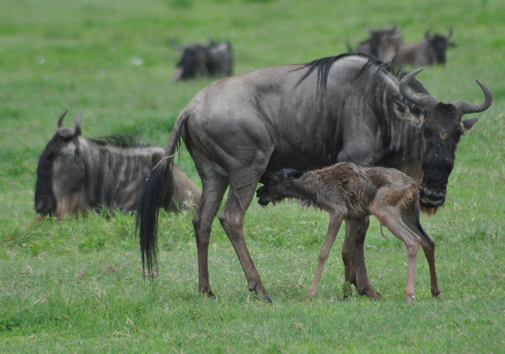 MIKUMI NATIONAL PARK