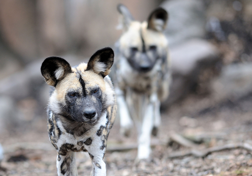 RUAHA NATIONAL PARK