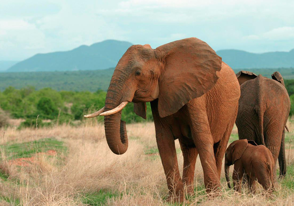 RUAHA NATIONAL PARK