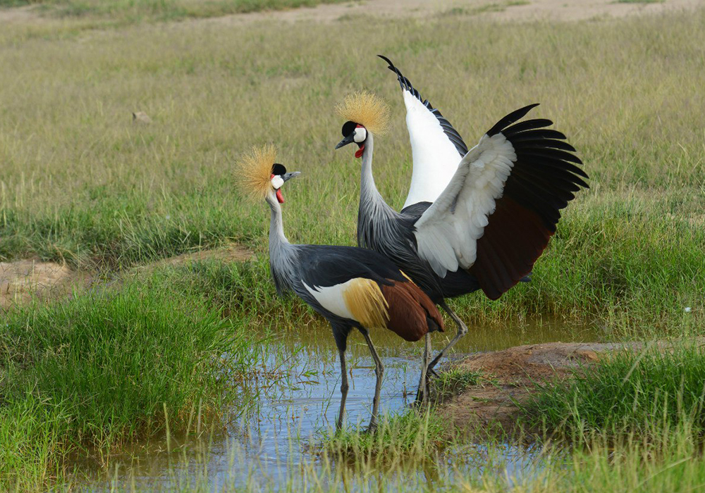 SELOUS GAME RESERVE