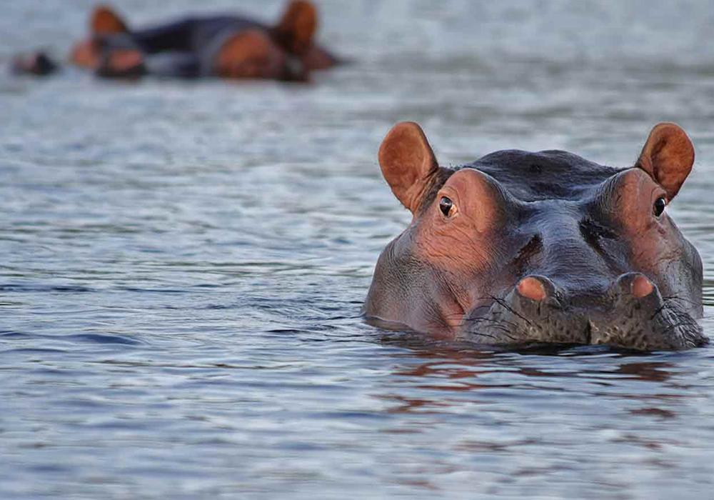 KATAVI NATIONAL PARK