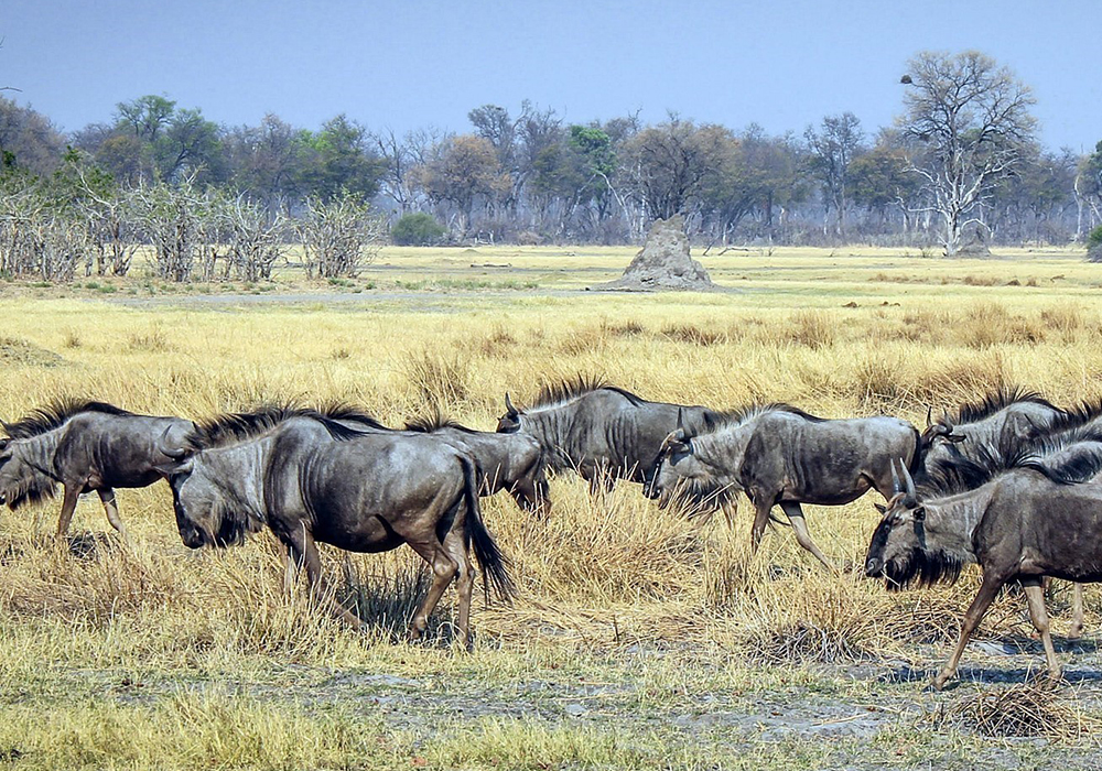 KATAVI NATIONAL PARK