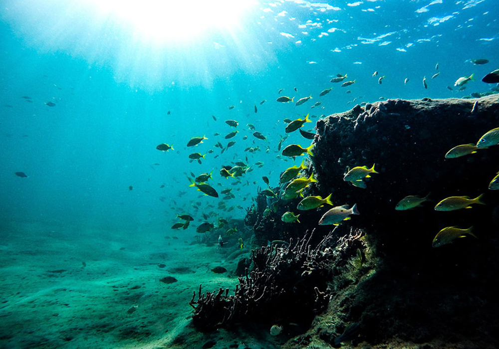 BAWE REEF CORAL SITE