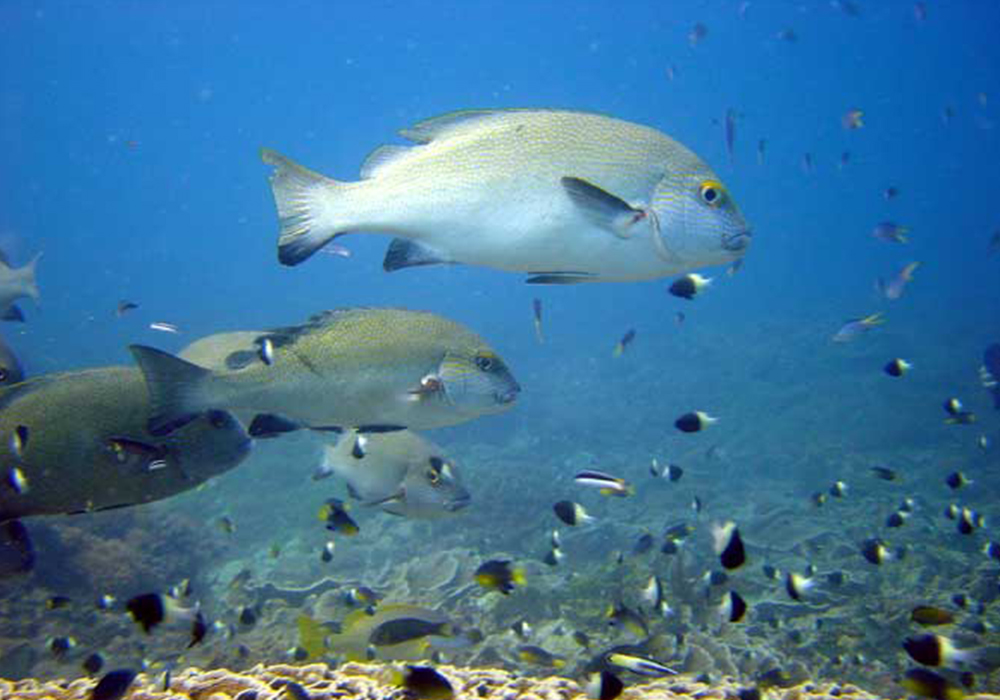 BAWE REEF CORAL SITE