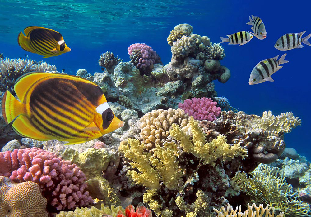 FUNDU REEF CORAL SITE