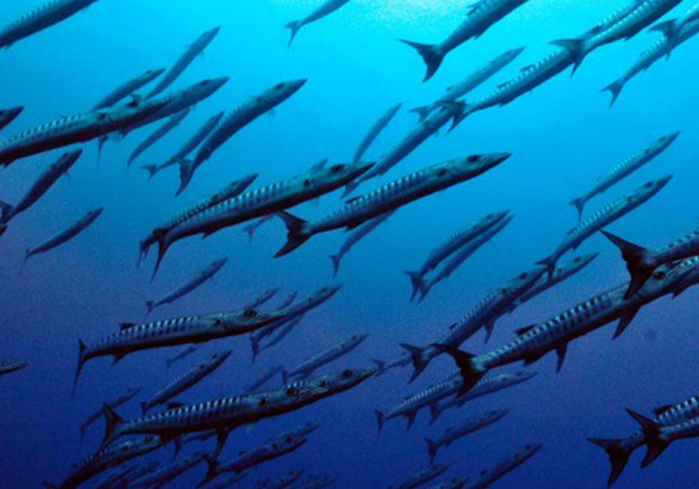 FUNDU REEF CORAL SITE