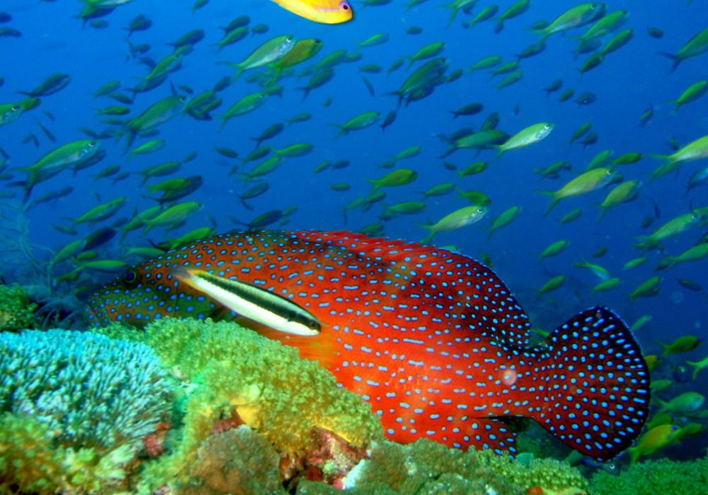 FUNDU REEF CORAL SITE