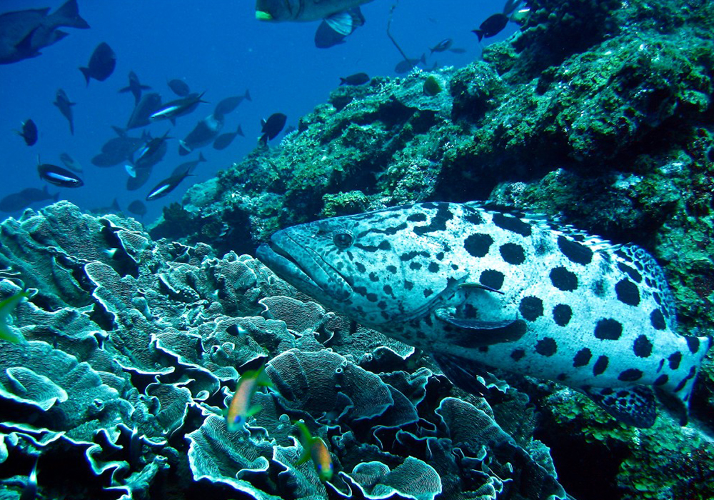 MALYALE SANDBANK AND CORAL SITE