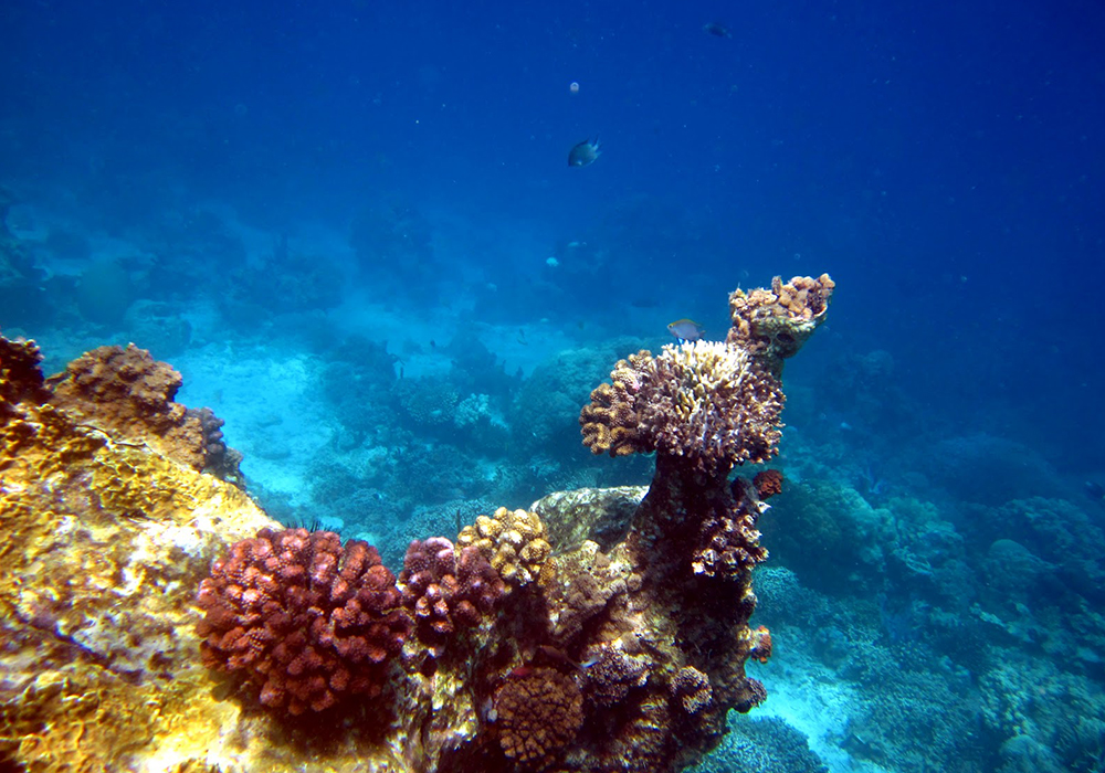 MALYALE SANDBANK AND CORAL SITE