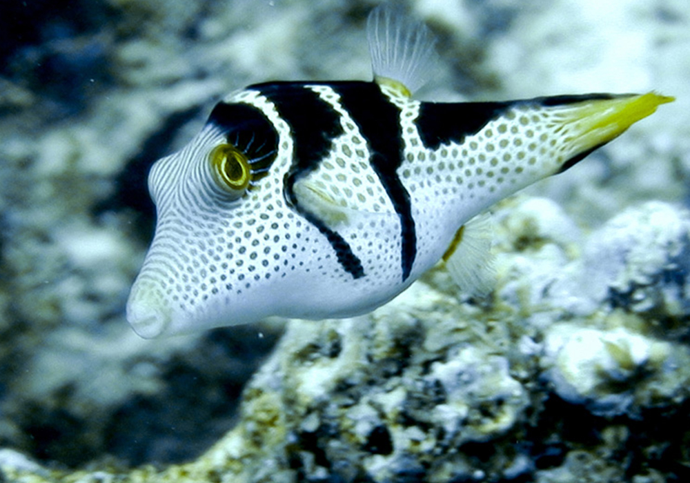 MISALI ISLAND CORAL SITE